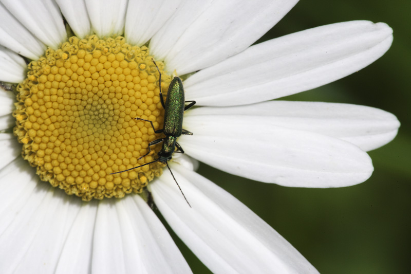 Chrysanthia viridissima